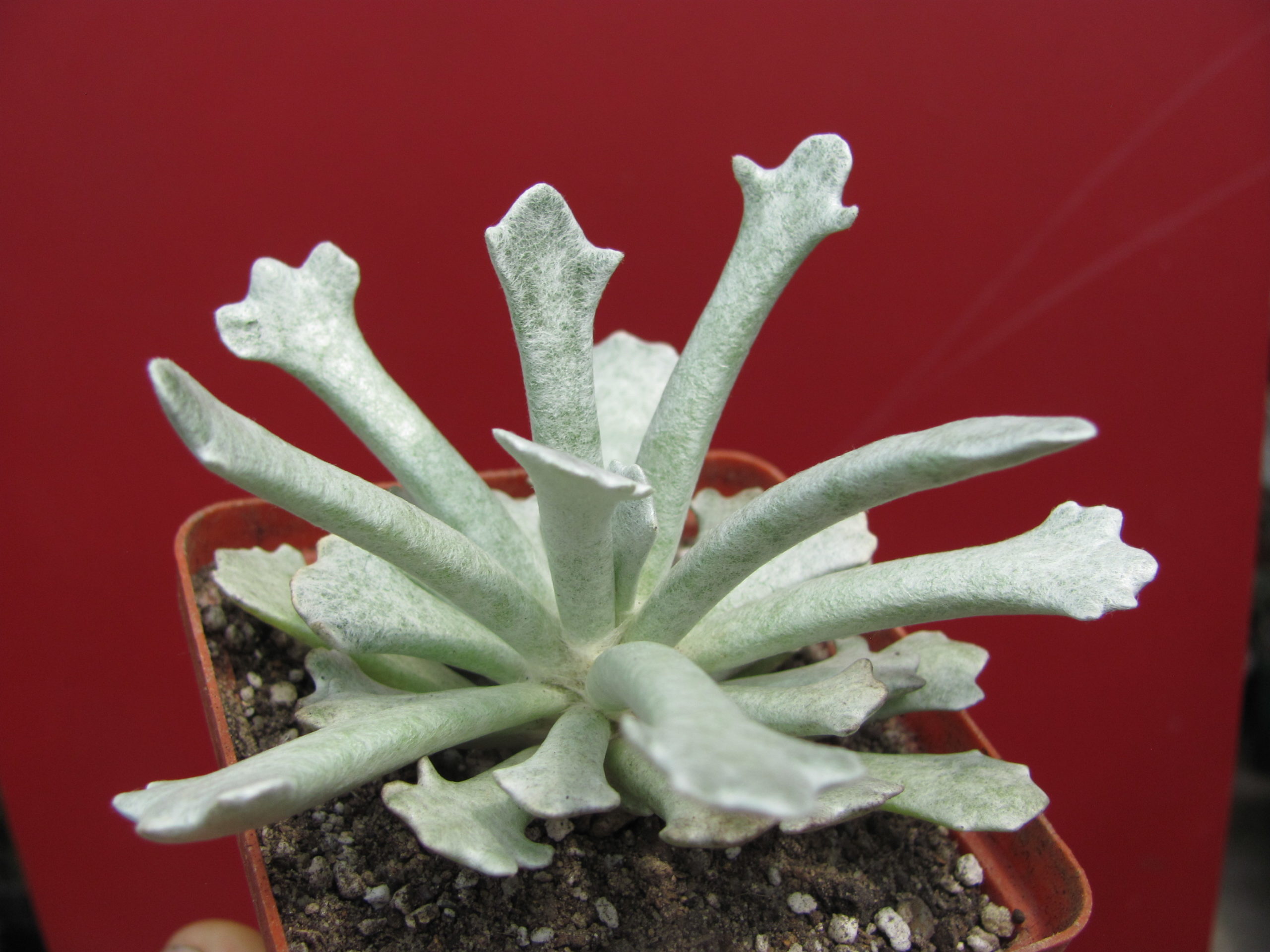 Senecio scoposus addoensis