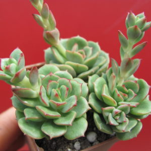 Sedeveria Pudgy