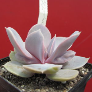 Echeveria  *Trampette*