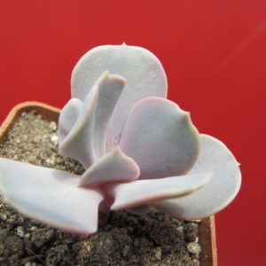 Echeveria *Trampette*