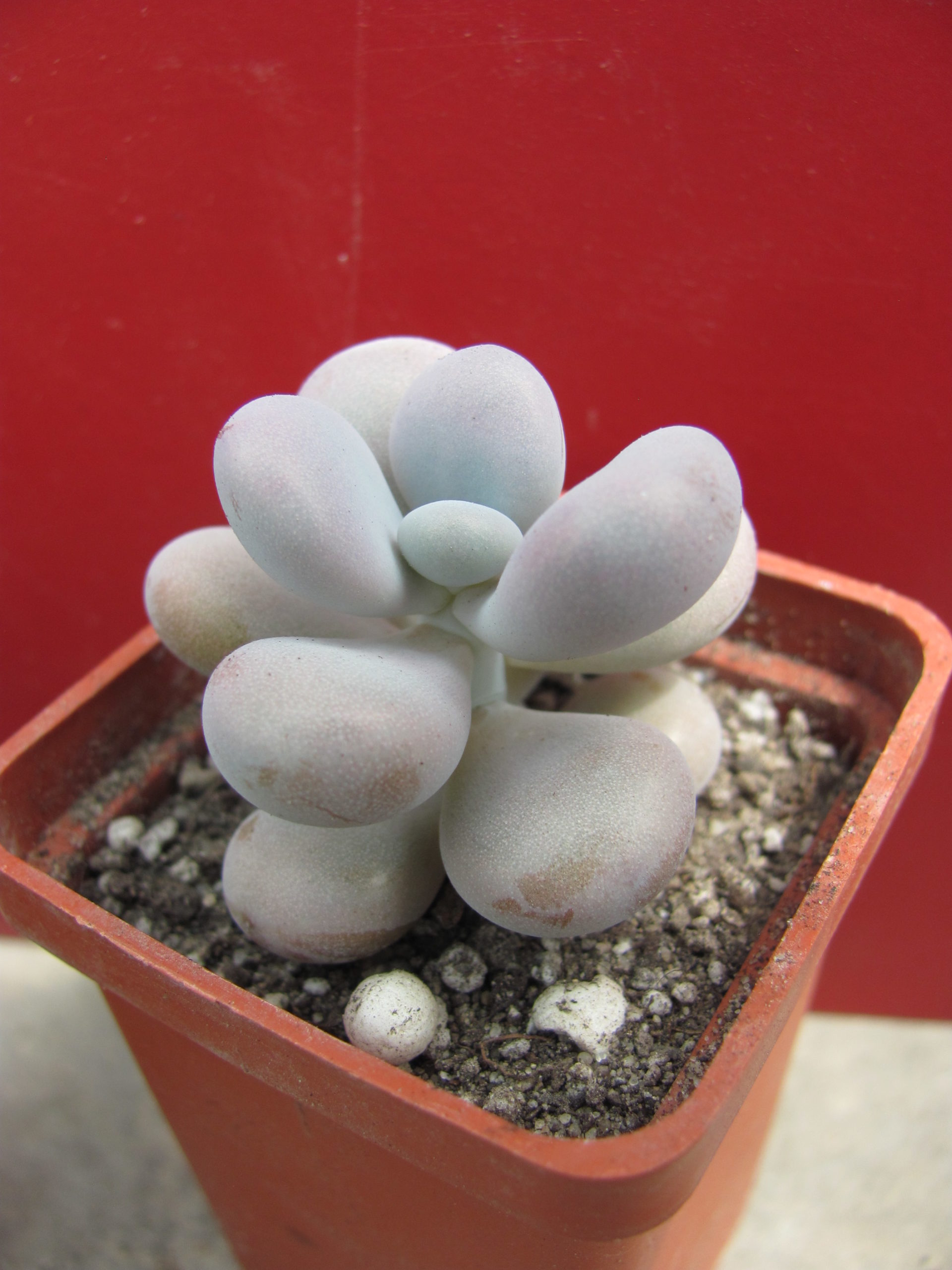 Pachyphytum Pink