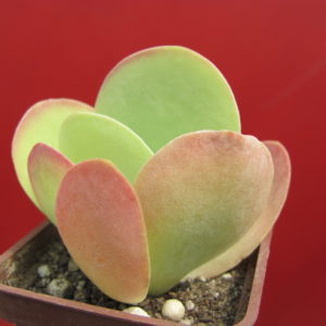 Kalanchoe thyrsiflora