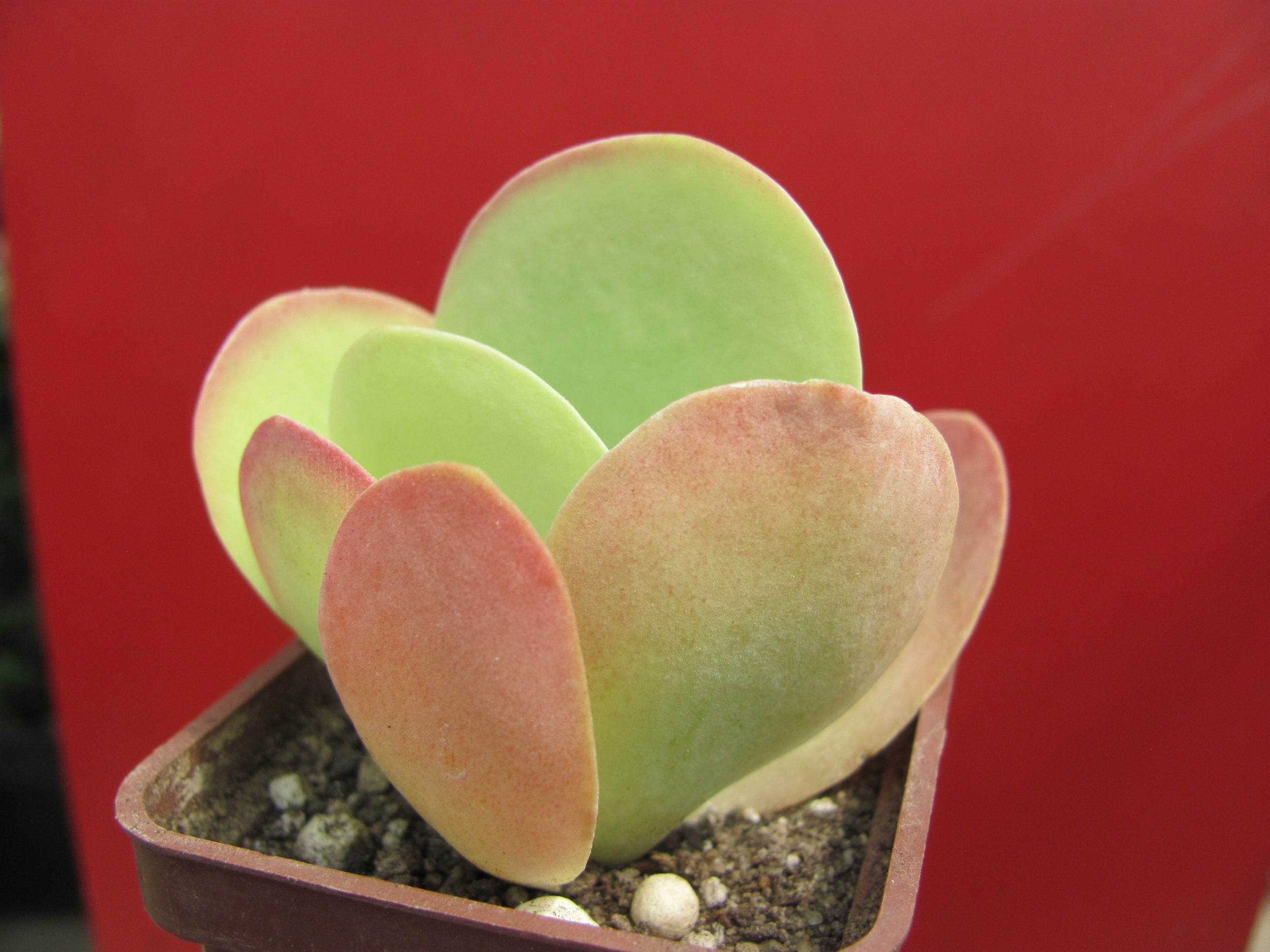 Kalanchoe thyrsiflora