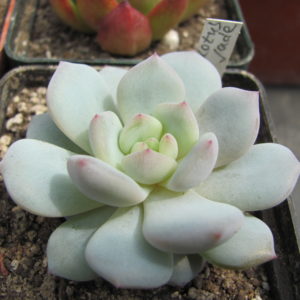 Echeveria Lotus Jade