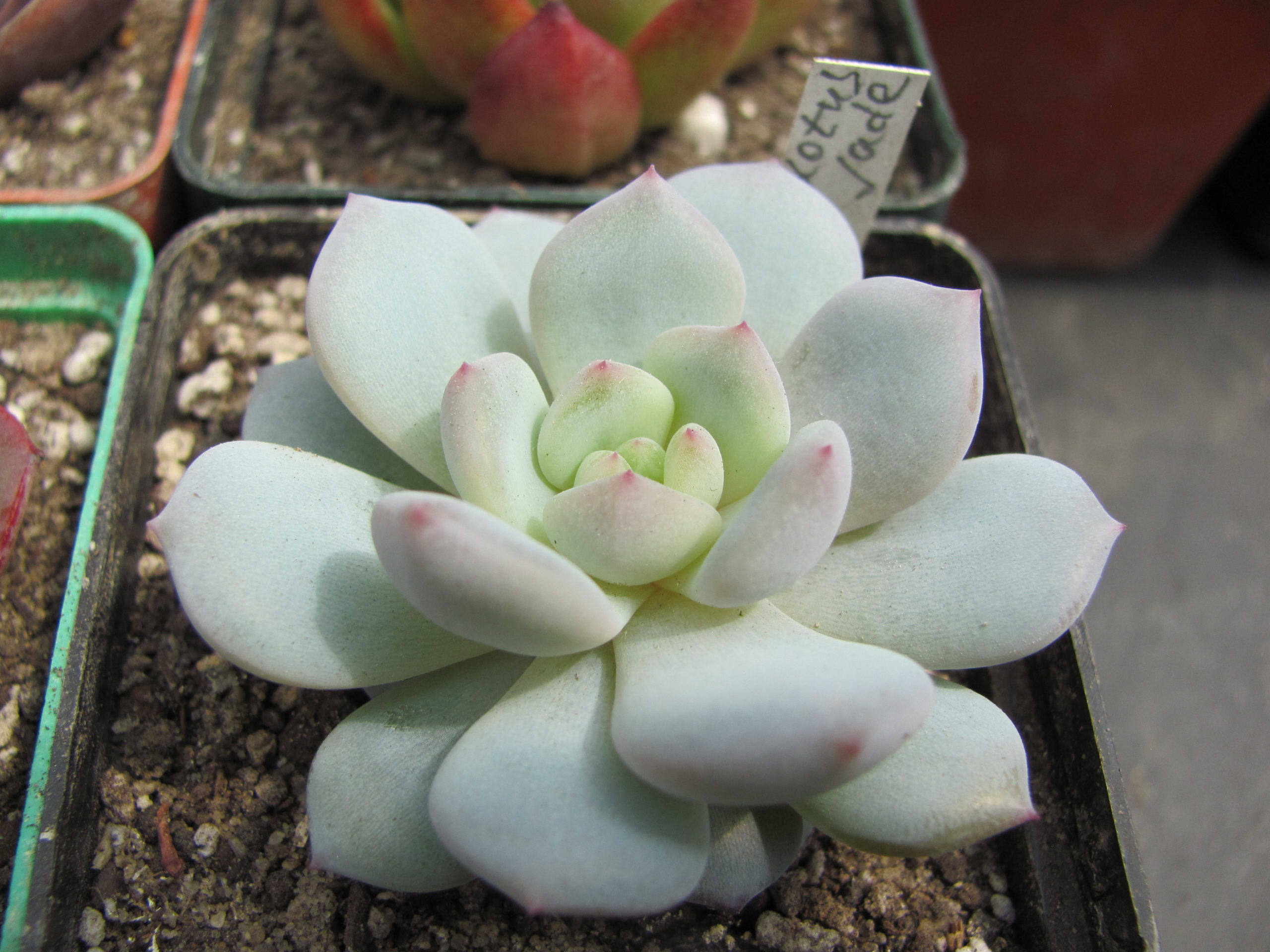 Echeveria Lotus Jade