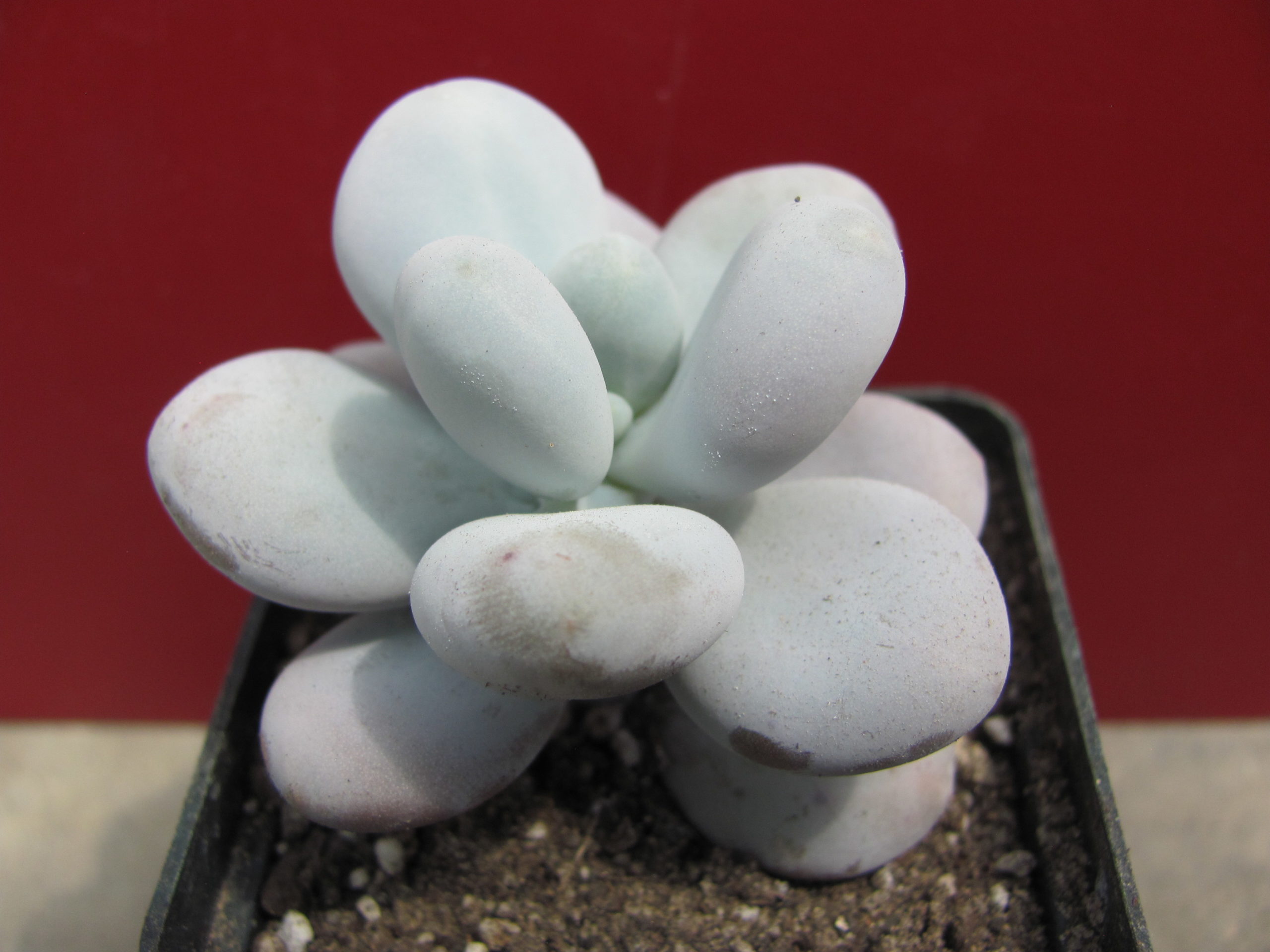 Pachyphytum oviferum