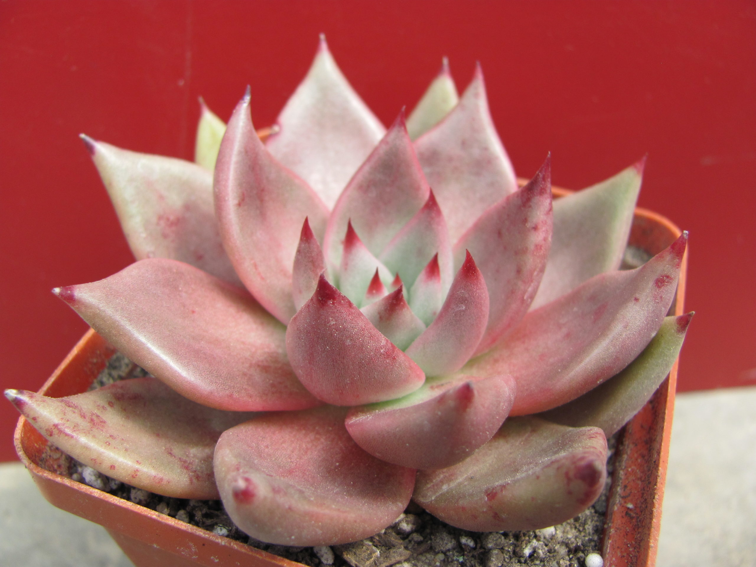 Echeveria  Romeo x Rubin