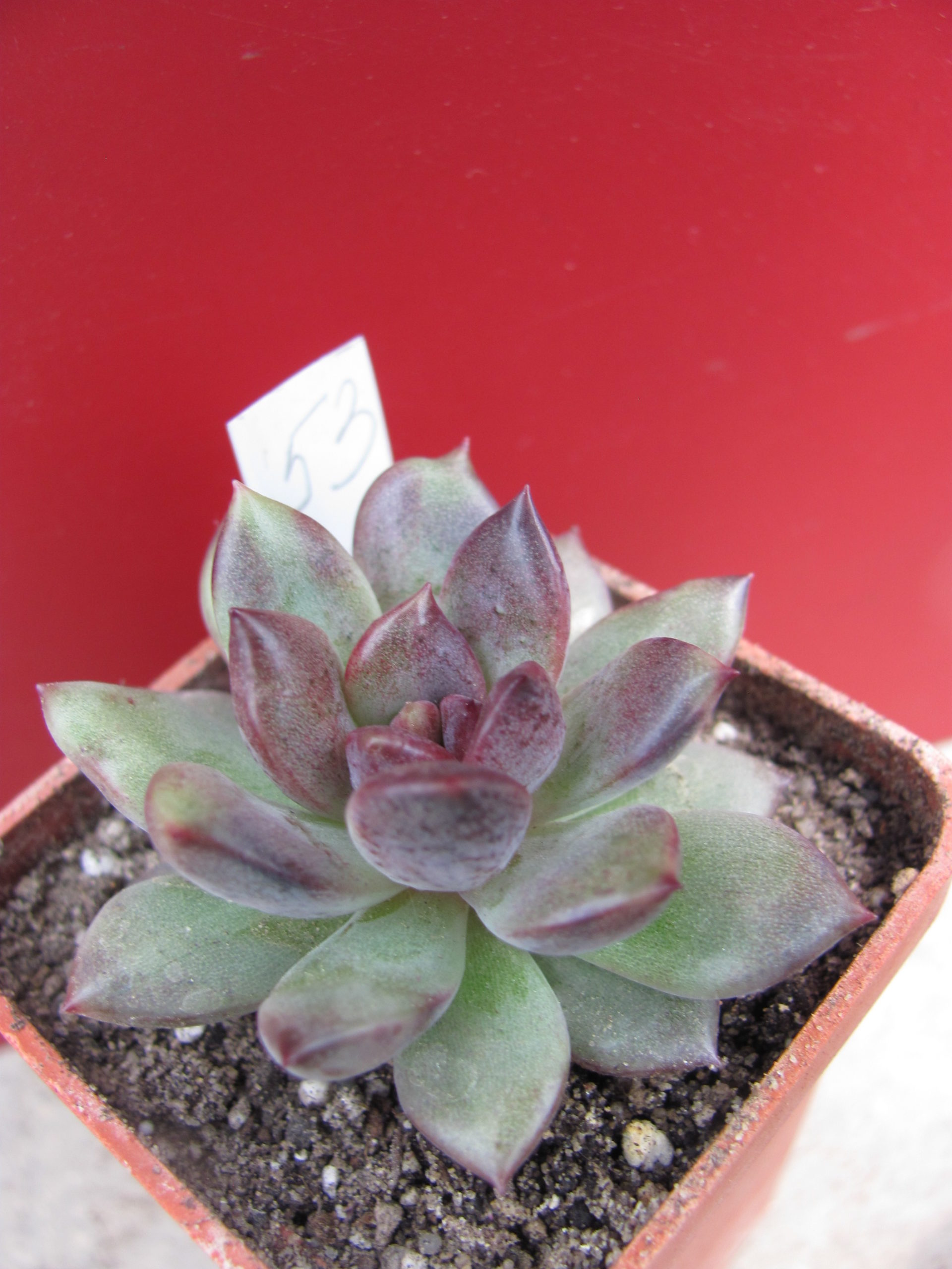 Echeveria hybr.   53     Italy