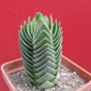 Crassula Buddhas Temple