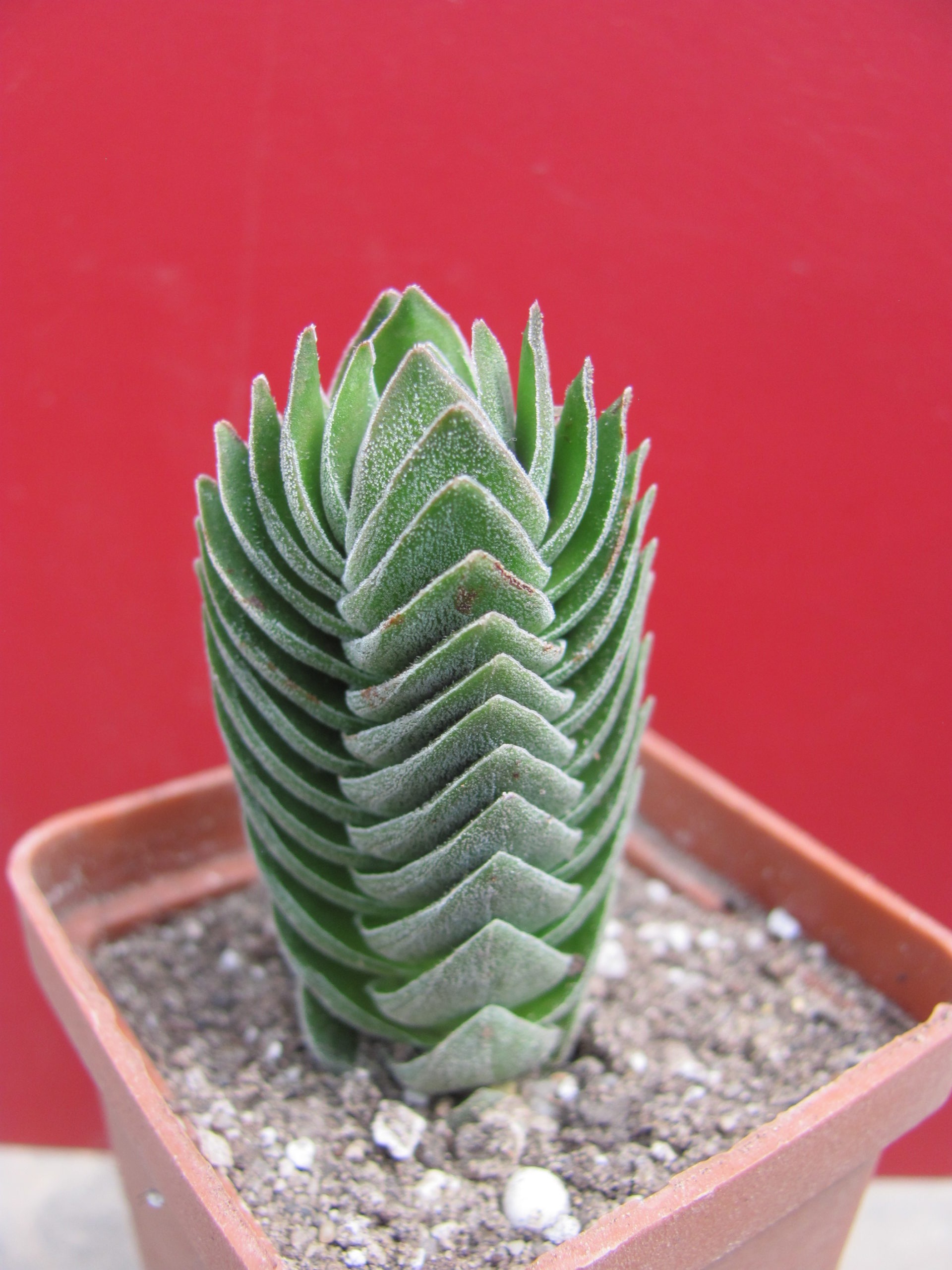 Crassula Buddhas Temple