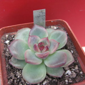 Echeveria  Black Forest