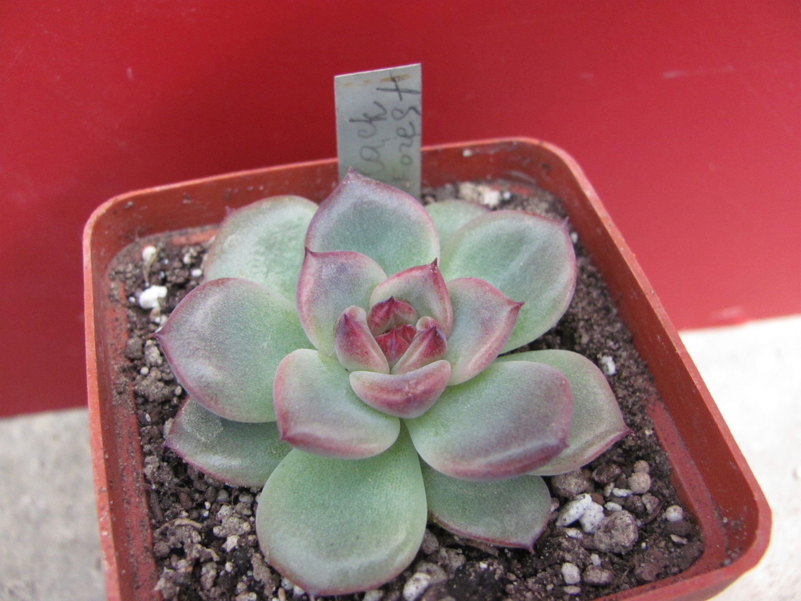 Echeveria  Black Forest