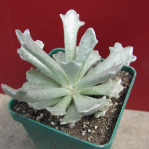 Senecio scoposus addoensis