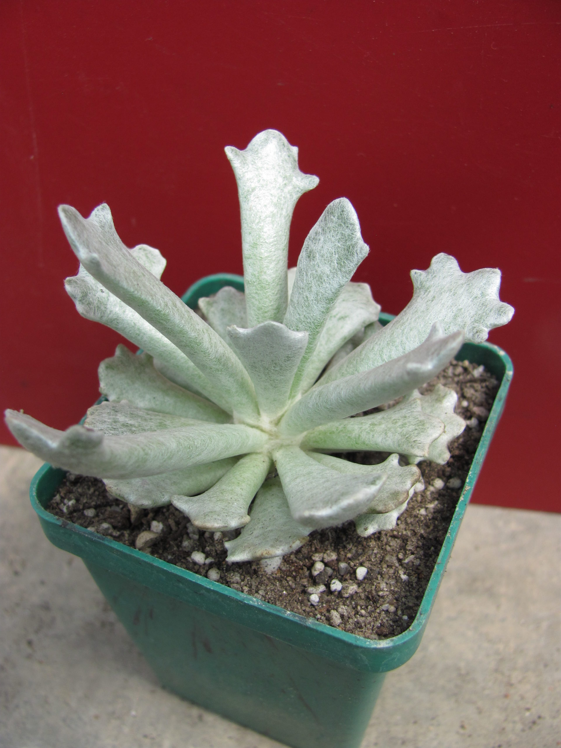 Senecio scoposus addoensis