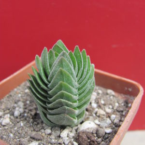 Crassula Buddhas Temple