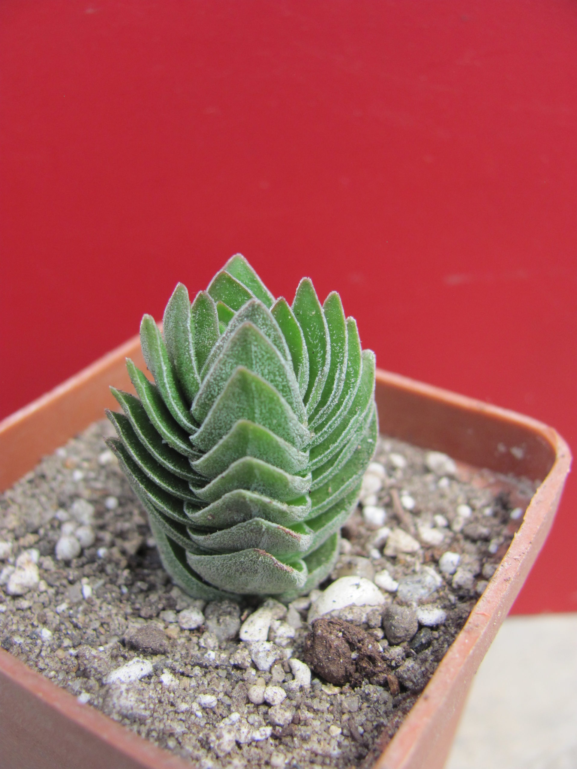 Crassula Buddhas Temple