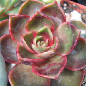 Echeveria *Hong Deung*