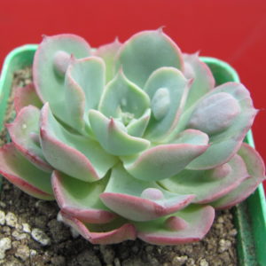 Echeveria Raindrops
