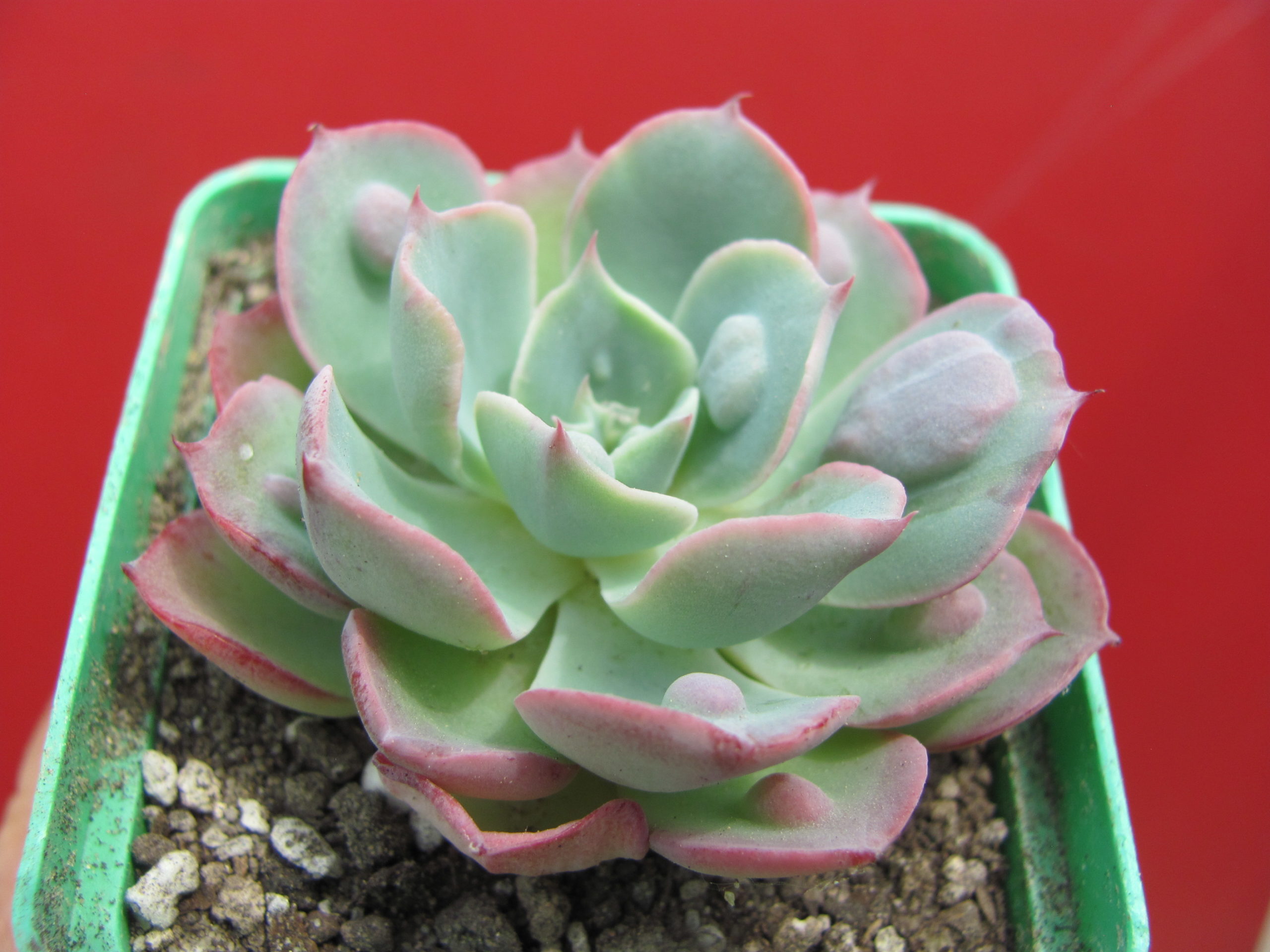 Echeveria Raindrops