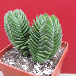 Crassula Buddhas Temple