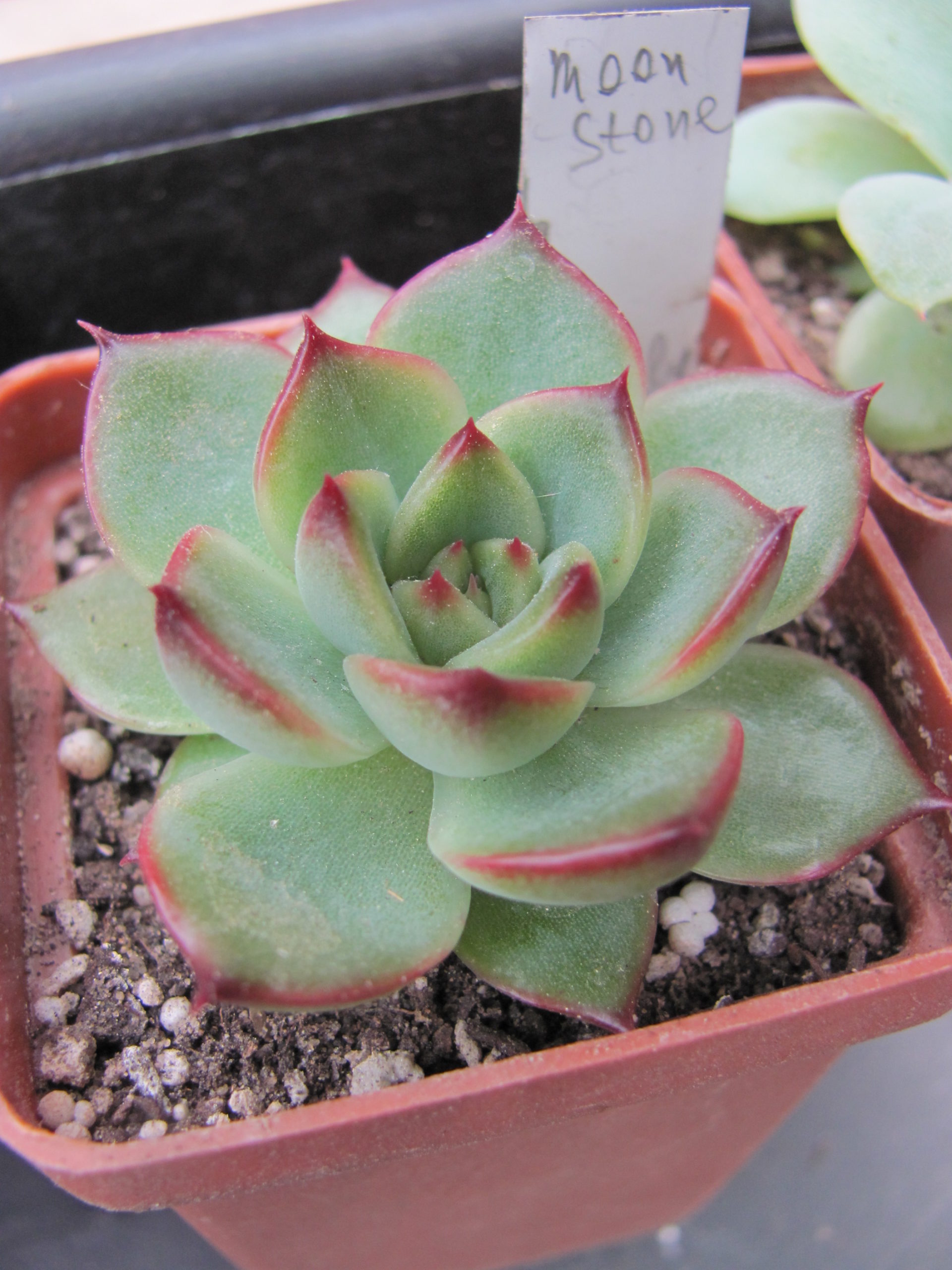Echeveria  Moon Stone