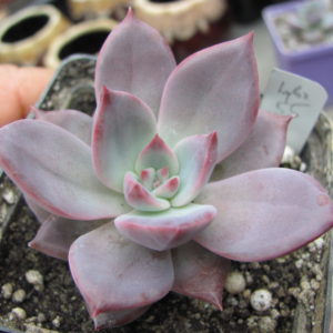 Echeveria   hybr.  55     Italy