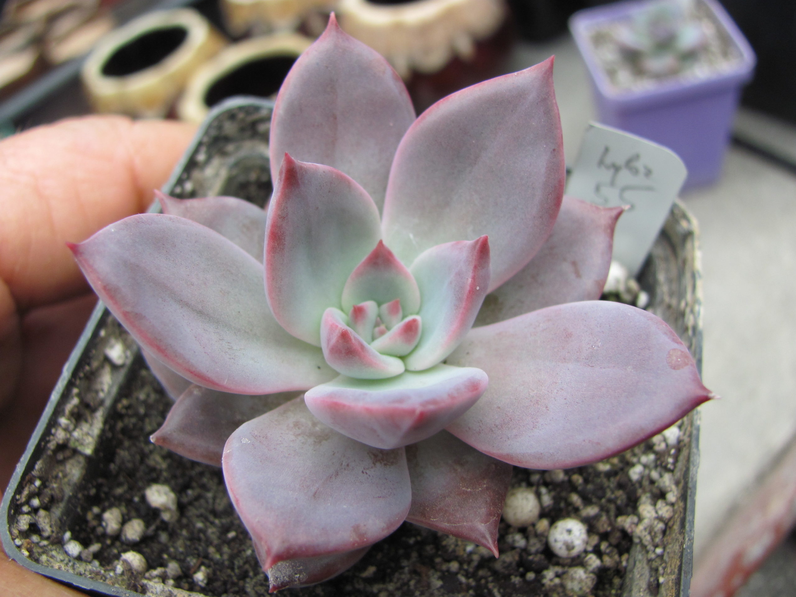 Echeveria   hybr.  55     Italy