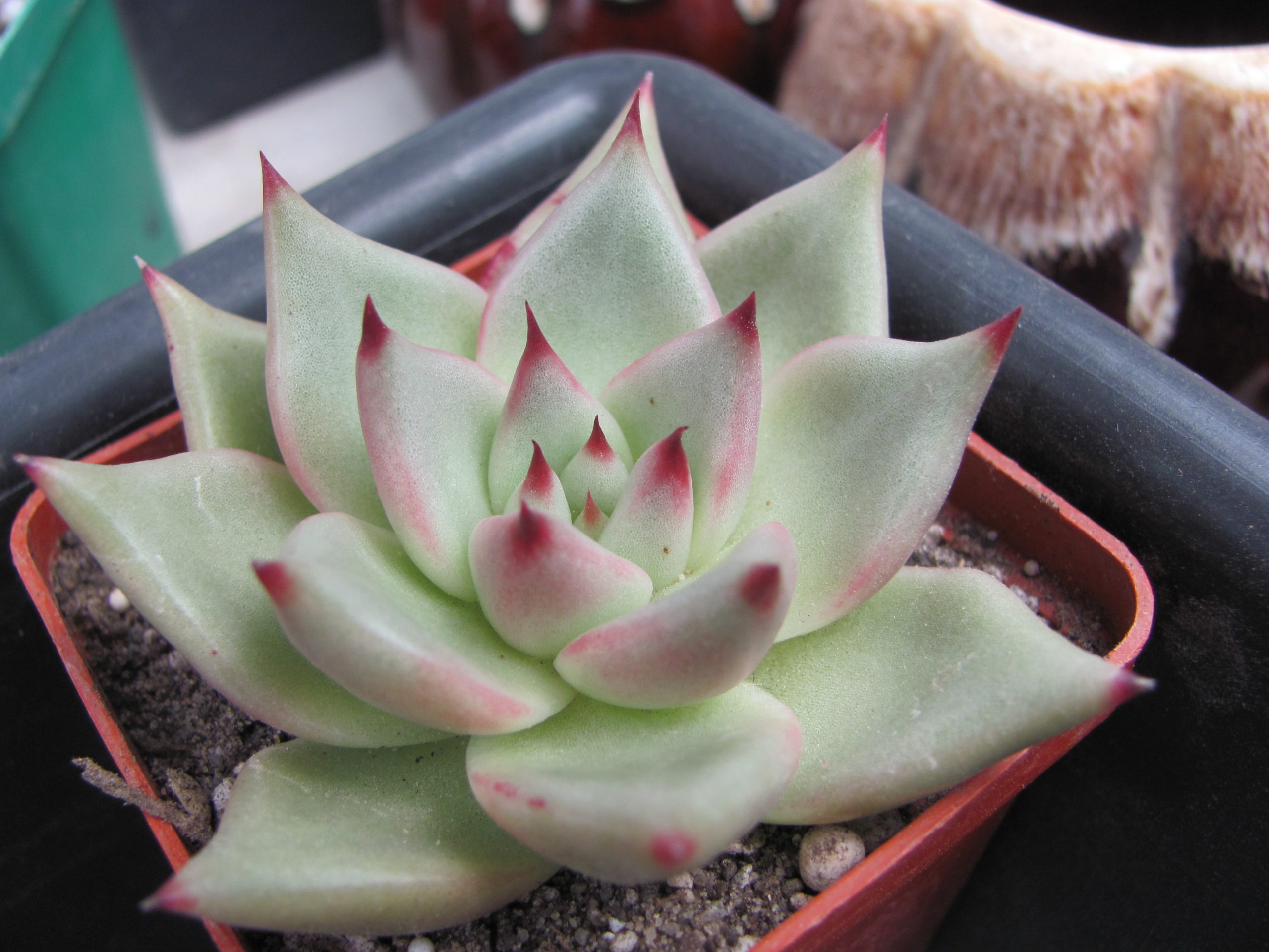 Echeveria Romeo