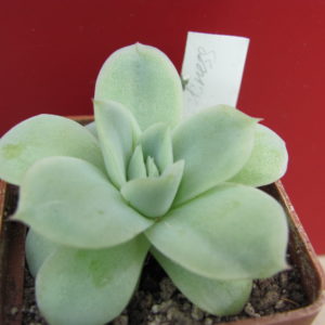 Echeveria *lovesickness*