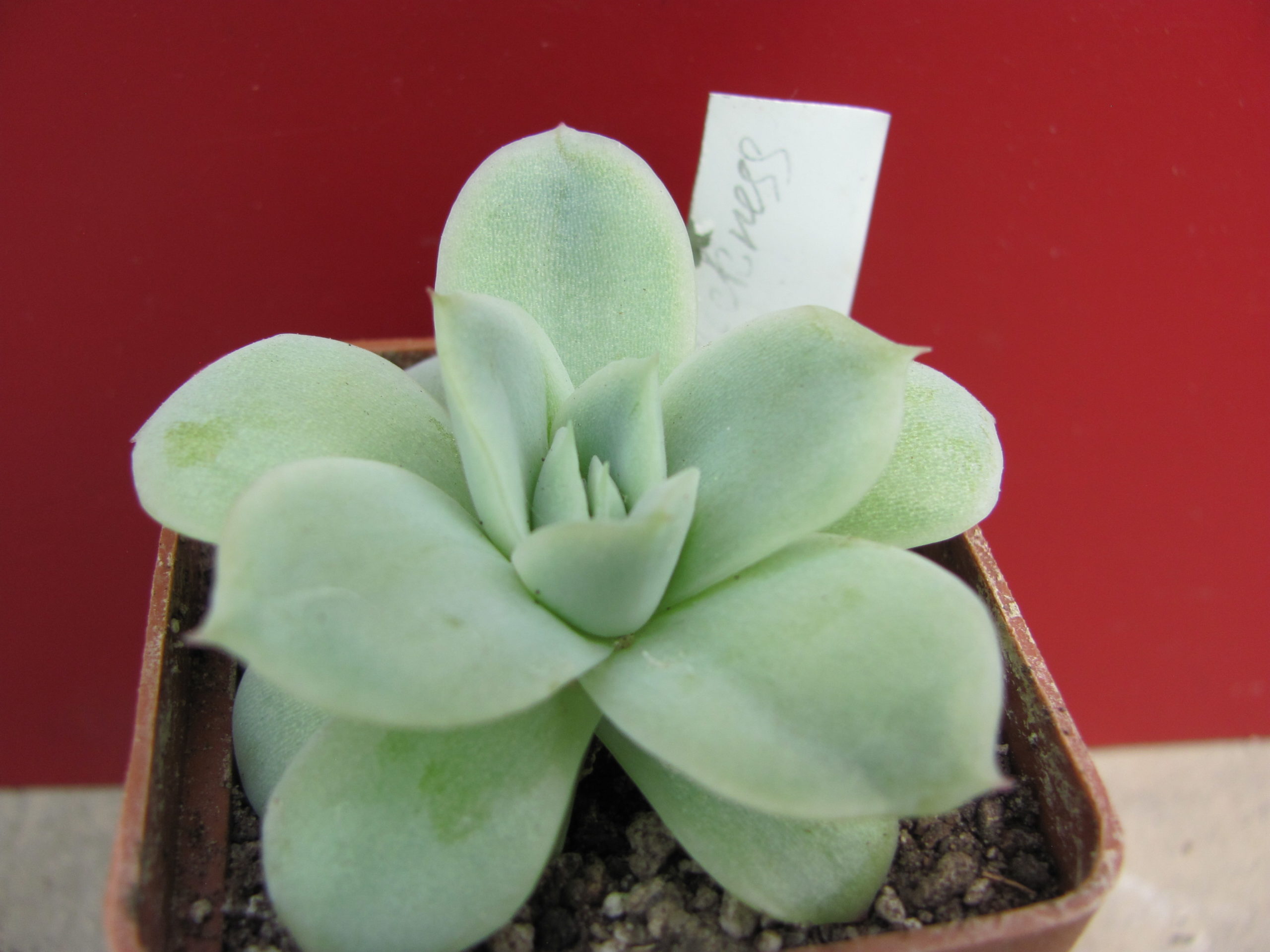 Echeveria *lovesickness*