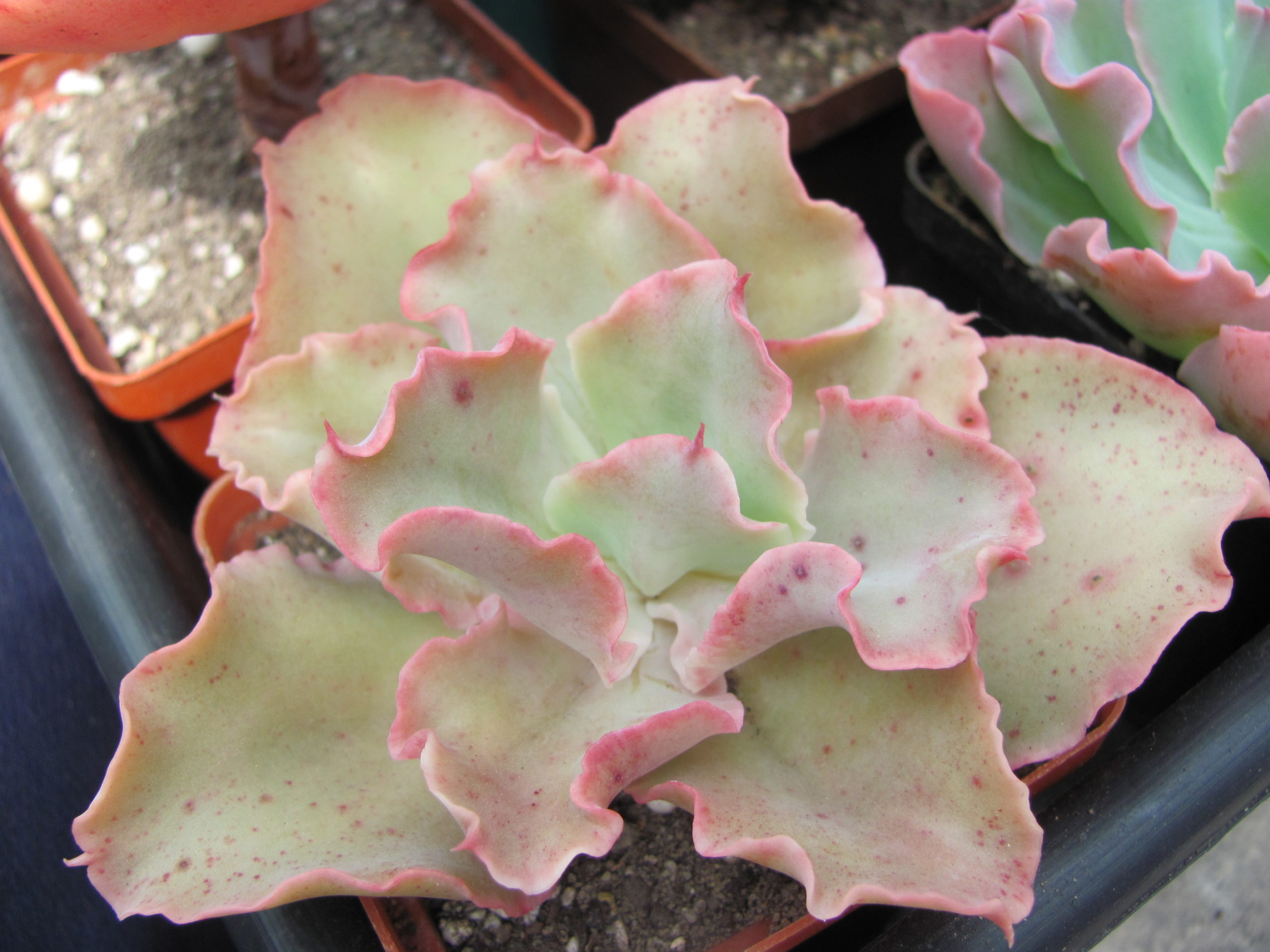 Echeveria