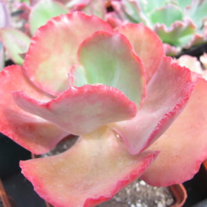 Echeveria   Fire Light