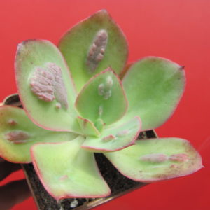 Echeveria Baron Bold