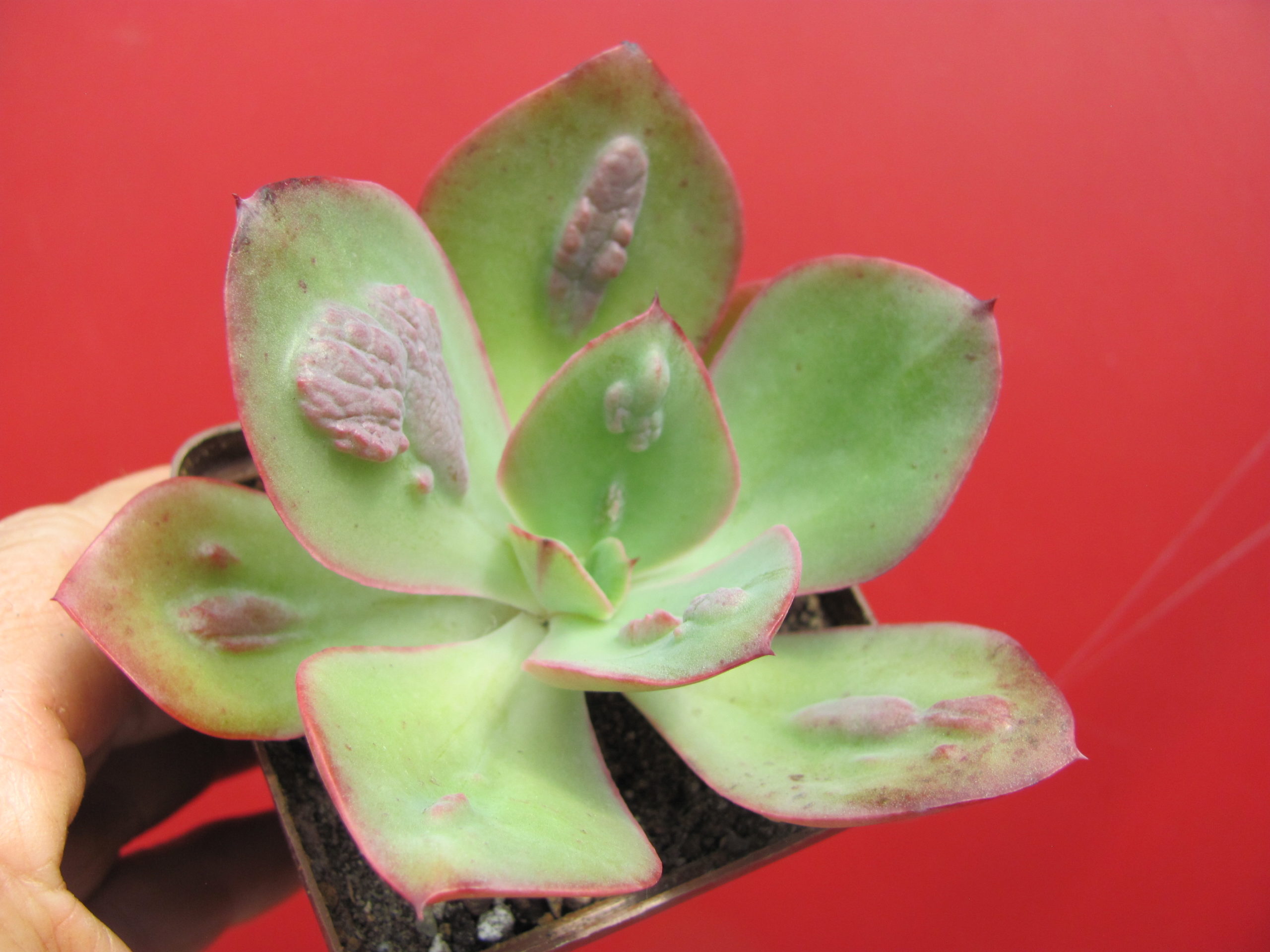 Echeveria Baron Bold