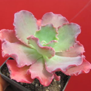 Echeveria Blue Curls