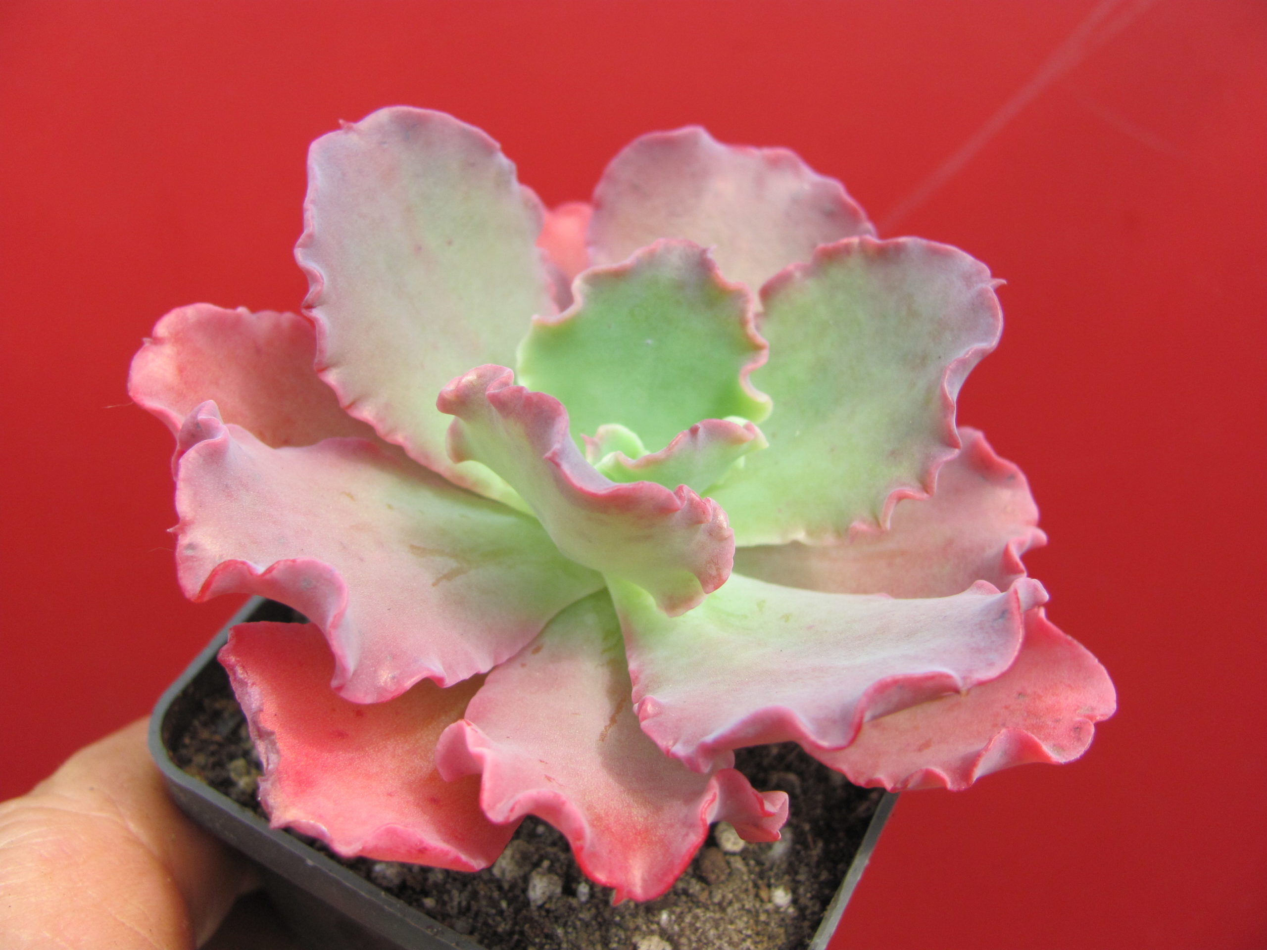 Echeveria Blue Curls