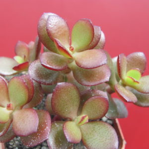 Crassula  ovata  *Minor*