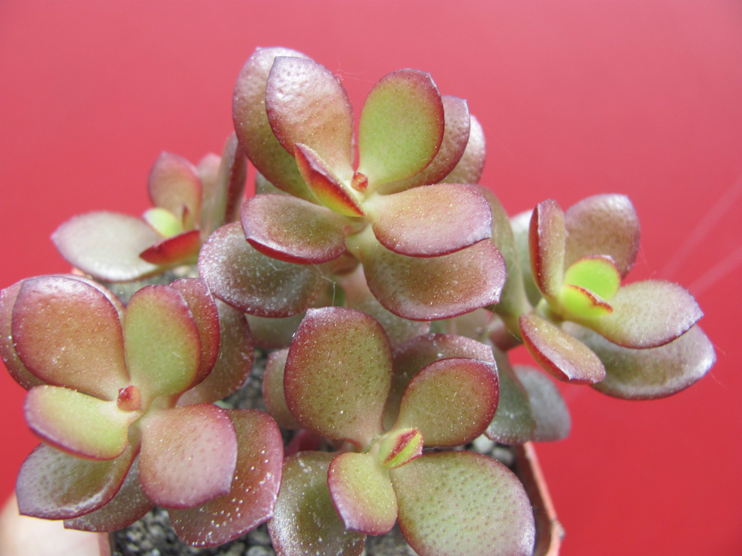 Crassula  ovata  *Minor*