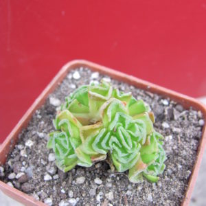 Crassula  susannae