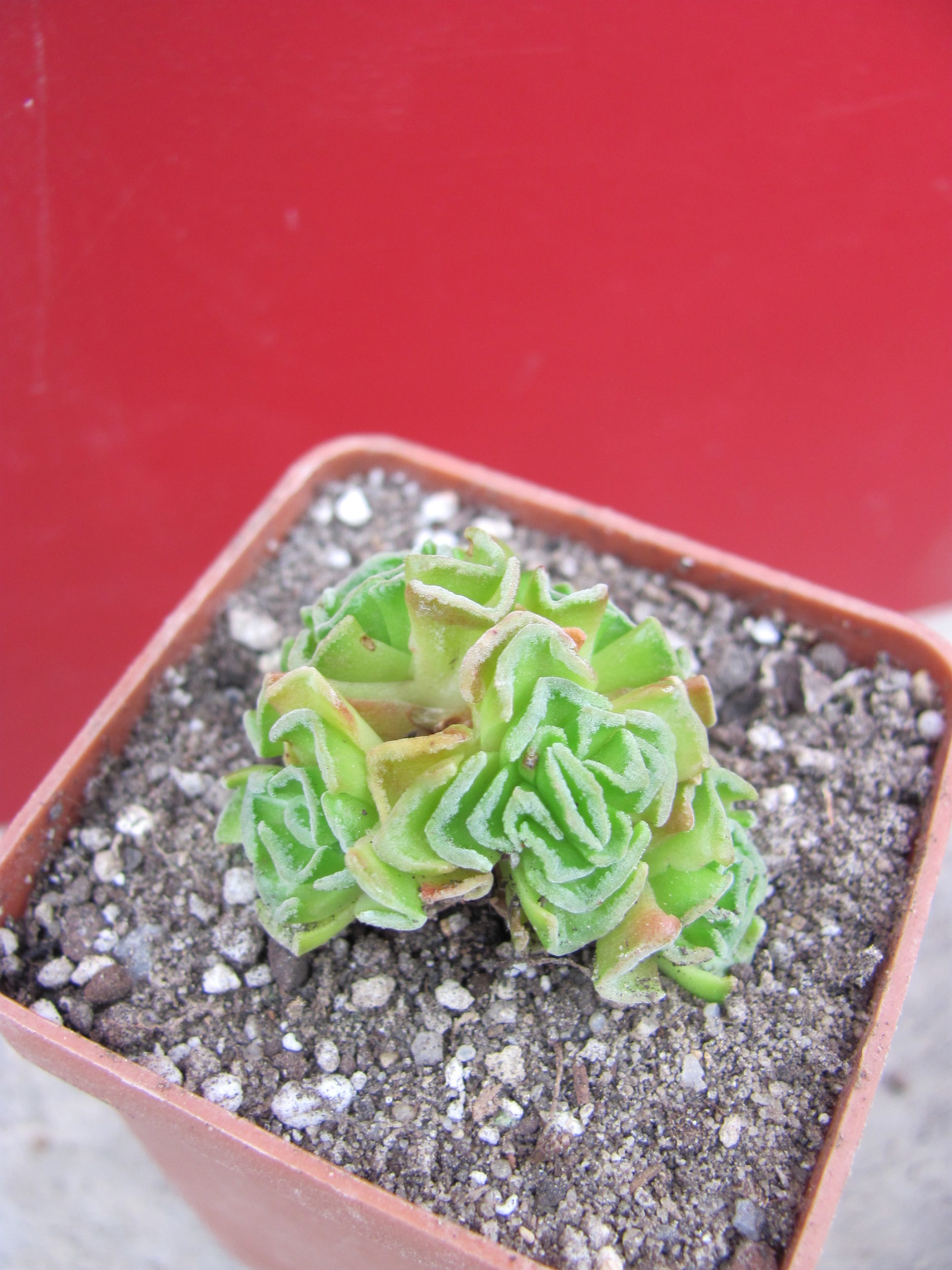 Crassula susannae