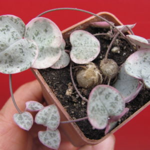 Ceropegia woodii variegata
