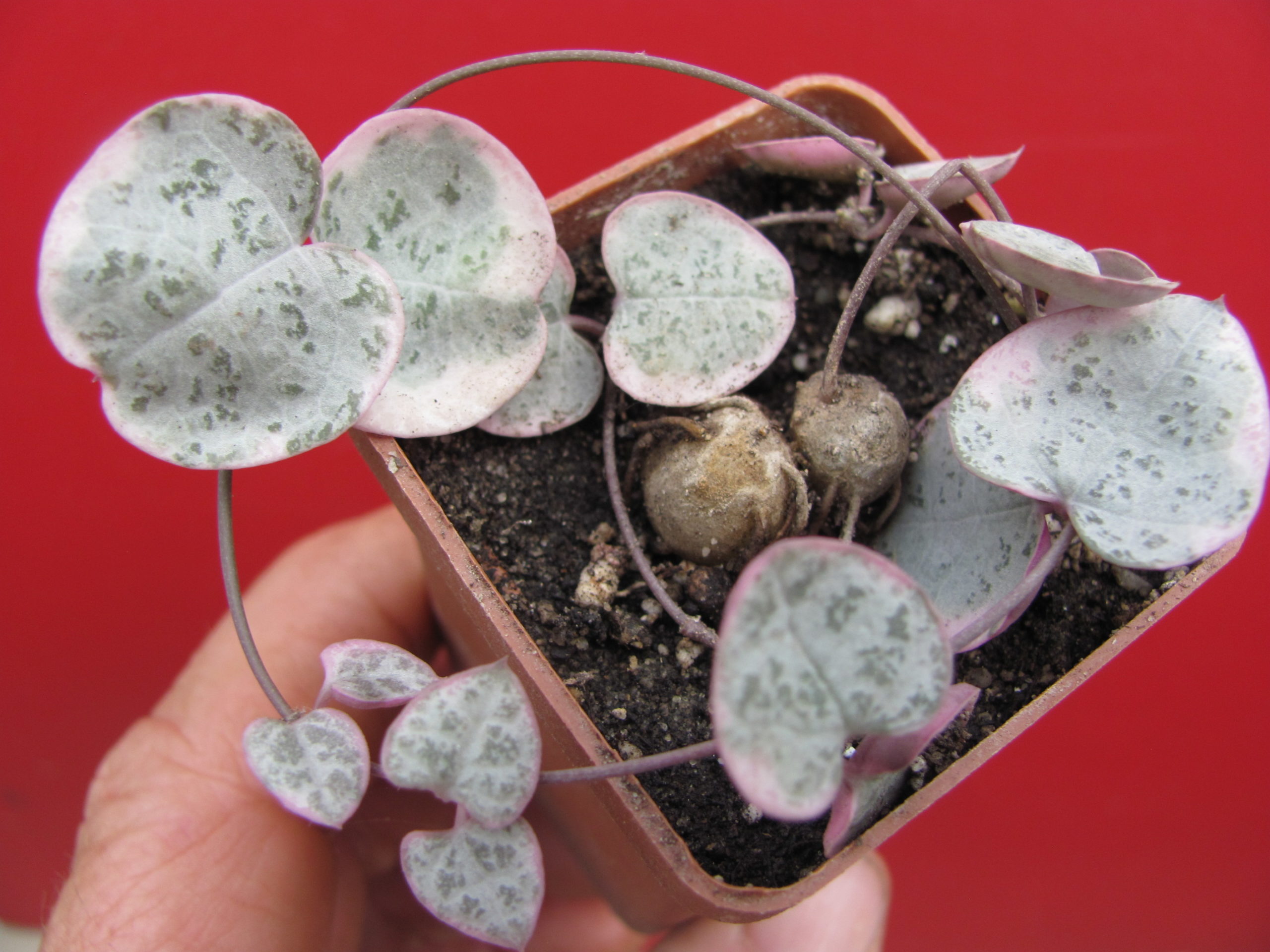 Ceropegia woodii variegata