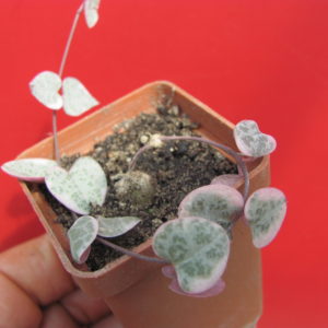 Ceropegia woodii variegata