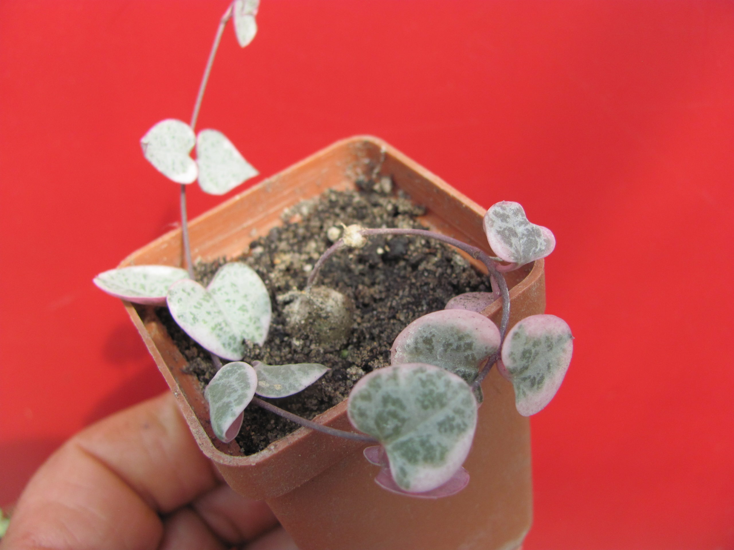 Ceropegia woodii variegata