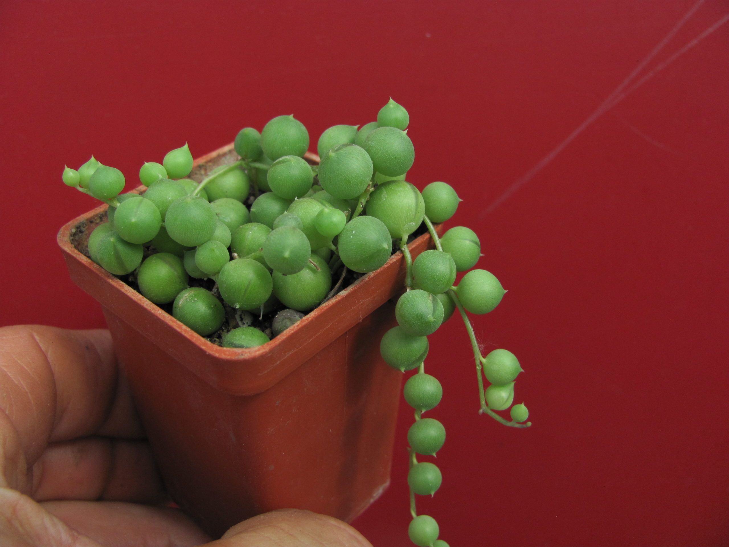 Senecio rowleyanus