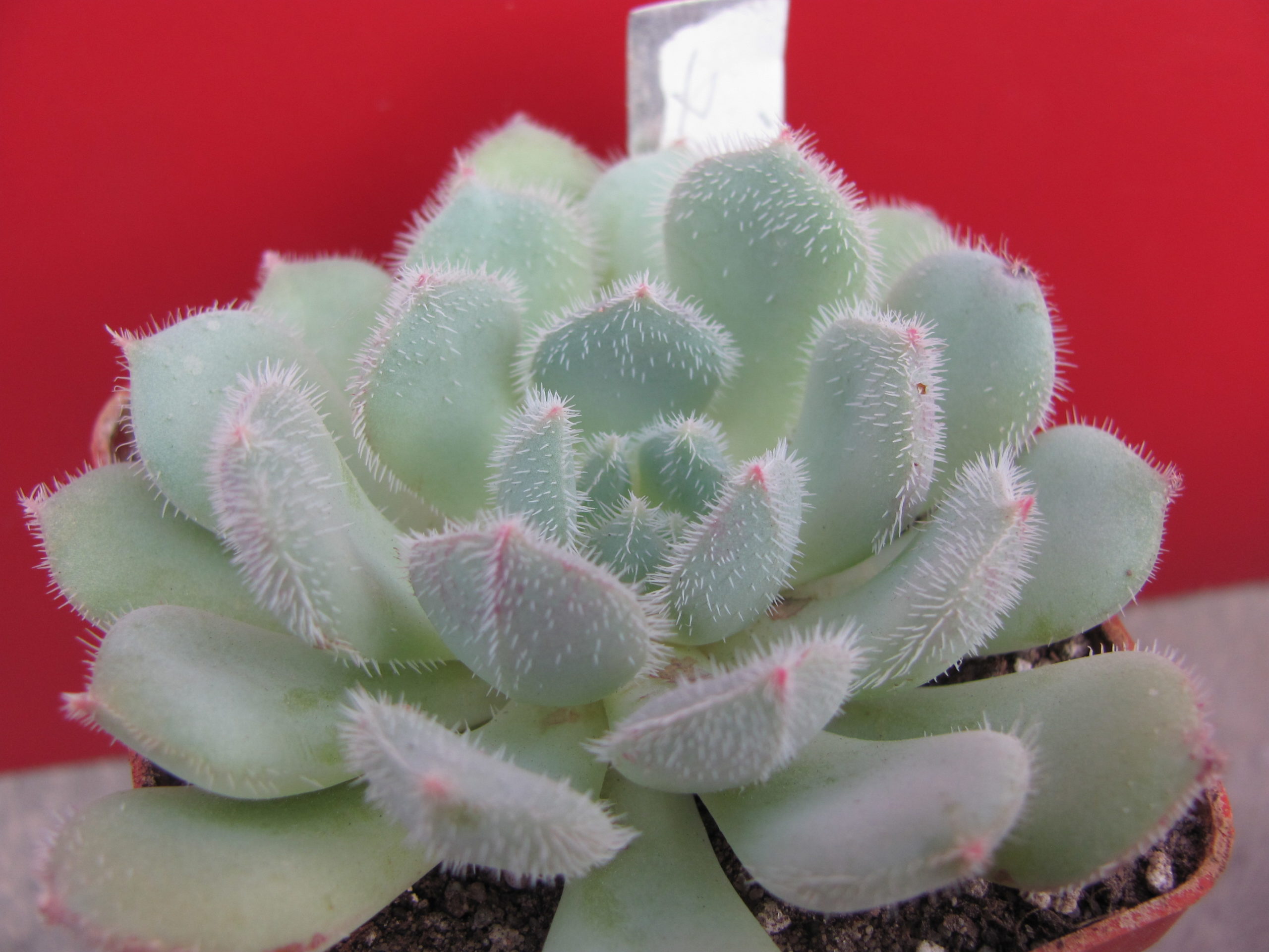 Echeveria *Comet*