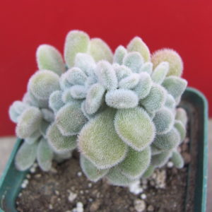 Echeveria Frosty cristata
