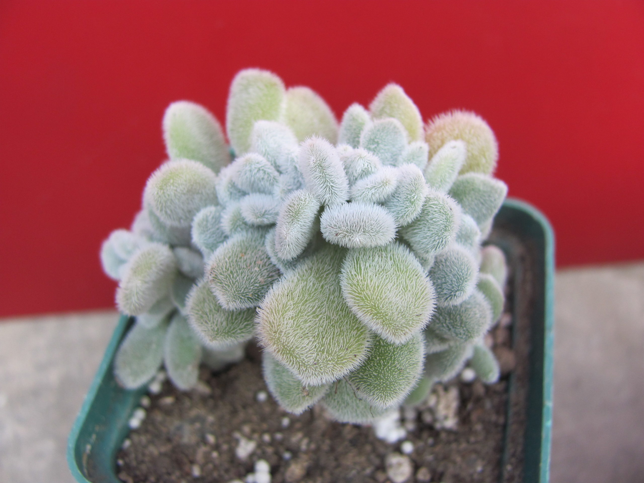 Echeveria Frosty cristata
