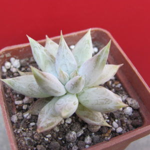 Echeveria   tolimanensis