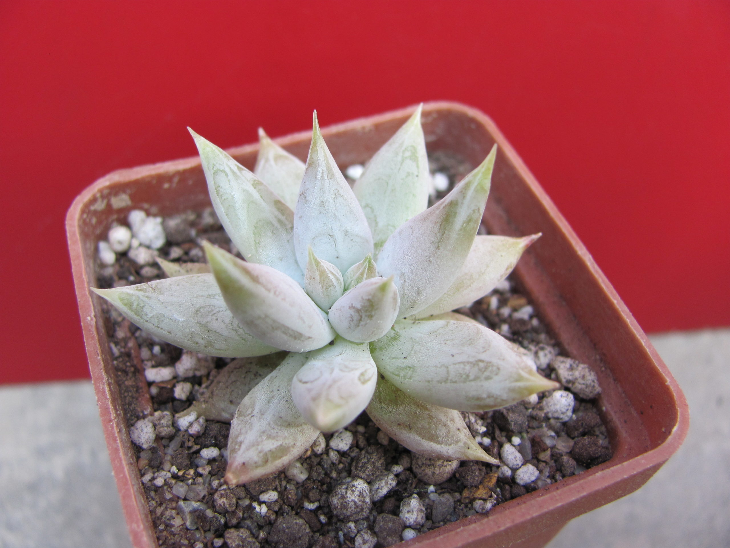 Echeveria   tolimanensis